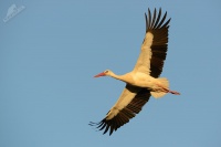 Cap bily - Ciconia ciconia - White Stork 2013